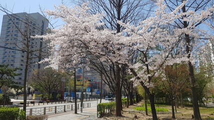 봄에 막 피어나는 벚꽃