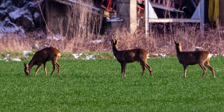 group of deers in the wild