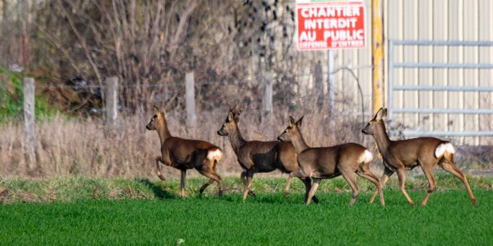 group of deers in the wild