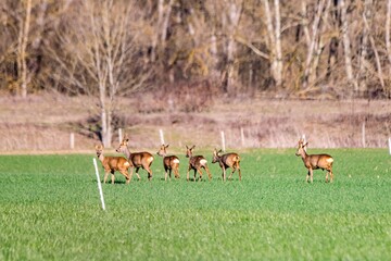 group of deers in the wild