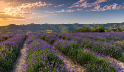 Plakat Lavender field landscape in Sale San Giovanni, Langhe, Cuneo, Italy. sunset blue sky with orange clouds