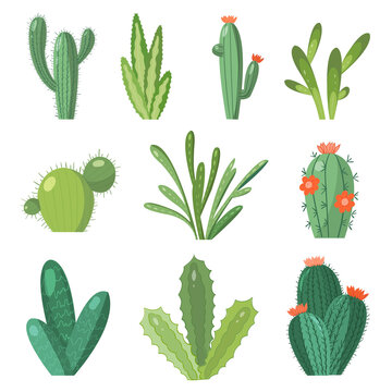 Cartoon cactus set. set of bright cacti and aloe. Colored, bright cacti flowers isolated on white background