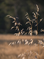 Fototapeta premium Mallorca Landscape