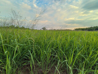 The paddy rice field in Beautiful cloud