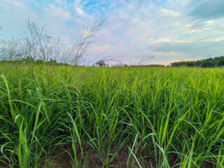 The paddy rice field in Beautiful cloud