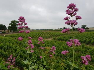 Paysages du vignoble de Saint-Emilion