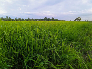 Close up green rice tree