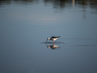 Bird and Lake