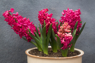 pink hyacinths on yellow decorative pot