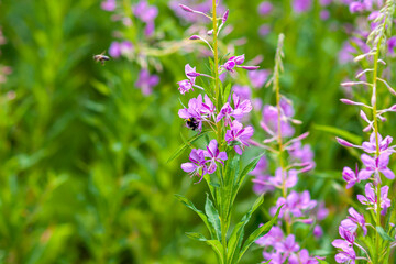 Rose flowers of fireweed (willow-tea) with bees collecting nectar.
