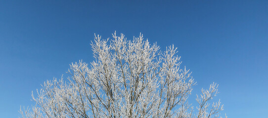 Aerial view of frozen trees on a background of blue sky. All trees are covered with ice and hoarfrost