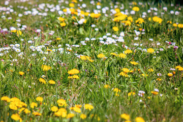 dandelions and daises close up on the meadow. summer nature background. weeds growth problem concept