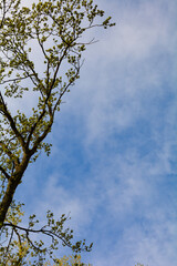Tree part with a lot of blue sky