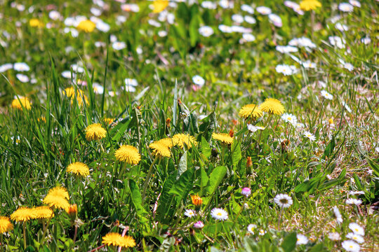 dandelions and daises close up on the meadow. summer nature background. weeds growth problem concept