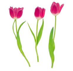 Spring flowers. Dark red tulips isolated on white background.  Various tulips.