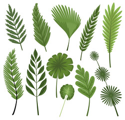 Tropical leaves collection.  isolated elements on the white background