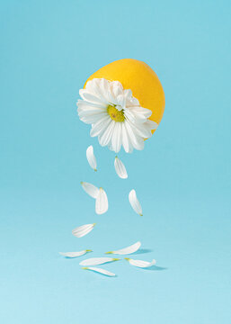 Minimal composition with lemon sliced in half and white daisy flower on bright blue background. Creative fresh nature concept.