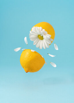 Minimal trendy composition made of cliced yellow lemon with white daisy flower and petals against pastel blue background. Creative spring or summer concept.