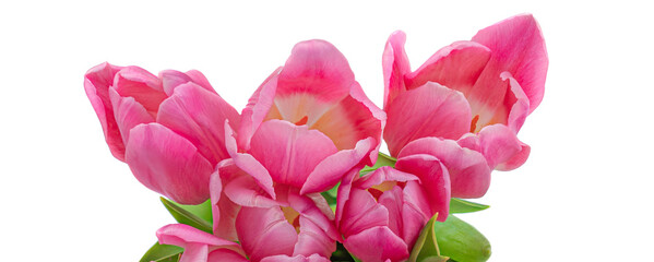 Beautiful Tulips flowers isolated on white background. Spring time flowers. Fresh Tulips close up