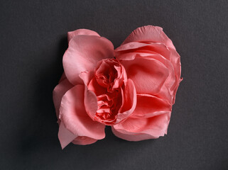 Layout of improvised pink rose composition from pink rose petals on gray background. Pink flower...