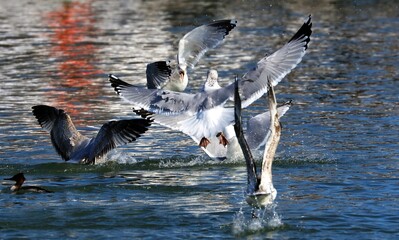 Fototapeta premium A seagull steals the red-breasted Mergansers food.