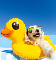 dog wit sunglasses and floating ring