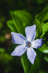 Fototapeta premium small blue wild flower