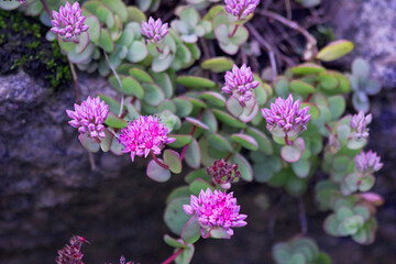 Stonecrop Flowers Sedum Hylotelephium spectabile. Hylotelephium garden plant Sedum prominent or stonecrop flower blossoming at autumn. Purple bright light flowers of sedum or stonecrop on alpine rock.