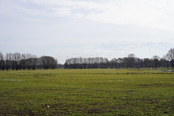 R&uuml;ckkehr der Zugv&ouml;gel aus den Winterquartieren: Panoramablick auf viele fliegende und gelandete Graug&auml;nse auf einer sonnigen gr&uuml;nen Wiese in Brandenburg (Deutschland)