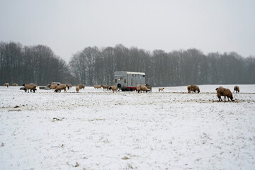 Naklejka premium Sheep standing on a meadow in the beautiful snow covered landscape in winter 