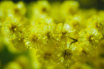 branch of flowering mimosa