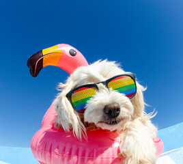 dog wit sunglasses and floating ring
