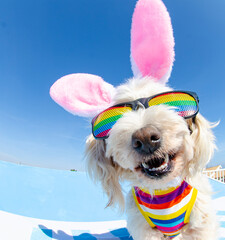 dog dressed up in rbunny ears and sunglasses