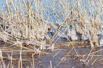 Closeup of reeds with ice in the winter