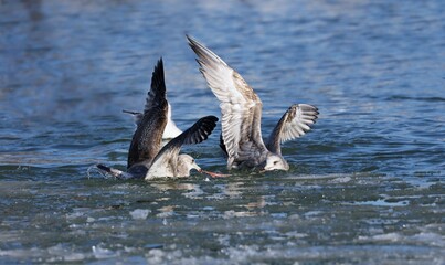 A seagull steals  the red-breasted Mergansers food.