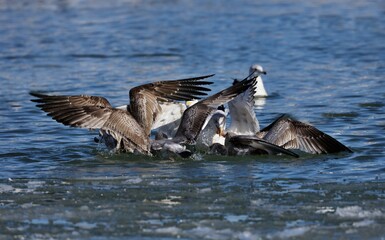 A seagull steals  the red-breasted Mergansers food.