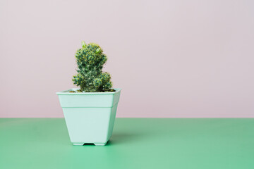 Cactus in potson pink and green background