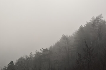 Hang mit Bäumen an dunstigem Tag mit Nebel im Spätherbst