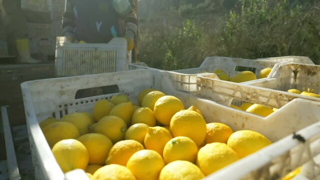 lemon harvest in a citrus orchard, Italy. authentic real video of fruit harvest, local fruit produce in Mediterranian. agriculture industry, farming, gardening, lemon production and transpportation.