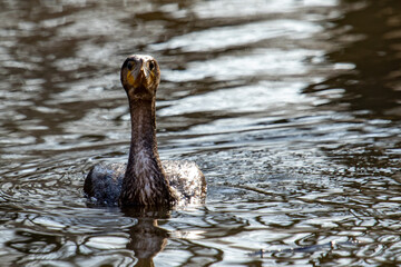 cormorant bird swimming in a river