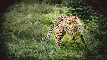 Gepard © Chrisi Stark