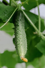 Cucumbers grow on bed in a greenhouse