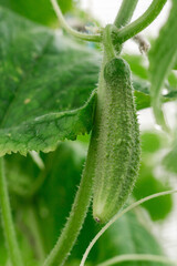 Cucumbers grow on a bed in greenhouse.