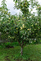 Fototapeta na wymiar An apple tree covered with sweet apples.