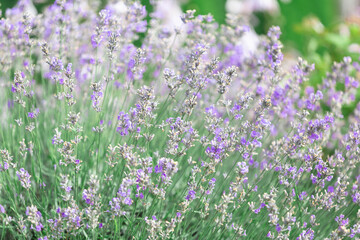 Lavender Bush. The budding lavender bush. Very nice view of the lavender fields.