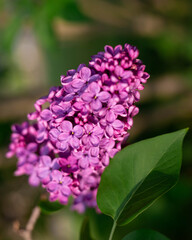 A beautiful branch of purple lilac in the setting sun.