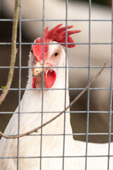 A white hen walks in a chicken coop © Irina