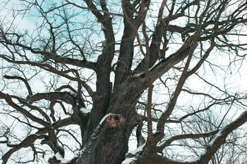 
Large perennial oak in winter