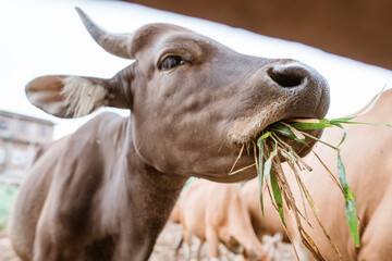 close up of cow's mouth chewing while eating grass inside the cow pen