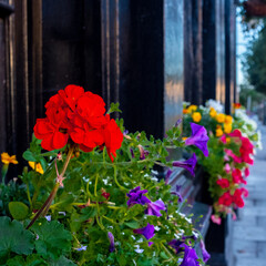 street flowers